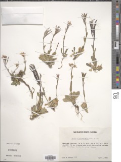 Arabis blepharophylla image