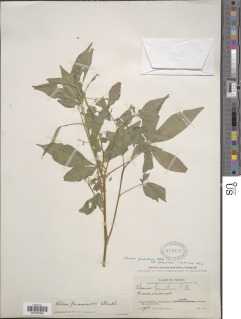 Tarenaya parviflora image