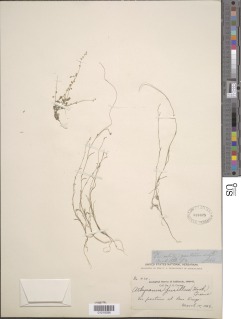 Athysanus pusillus image