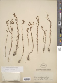 Dudleya variegata image