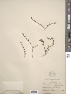 Dudleya attenuata subsp. attenuata image