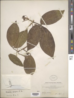Ritchiea capparoides image
