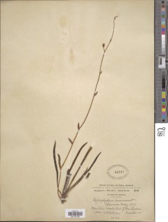 Dudleya attenuata subsp. attenuata image