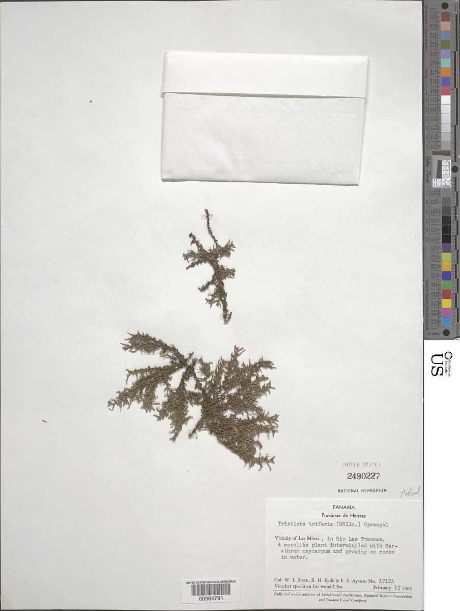 Podostemaceae image