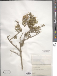 Cleomella arborea image