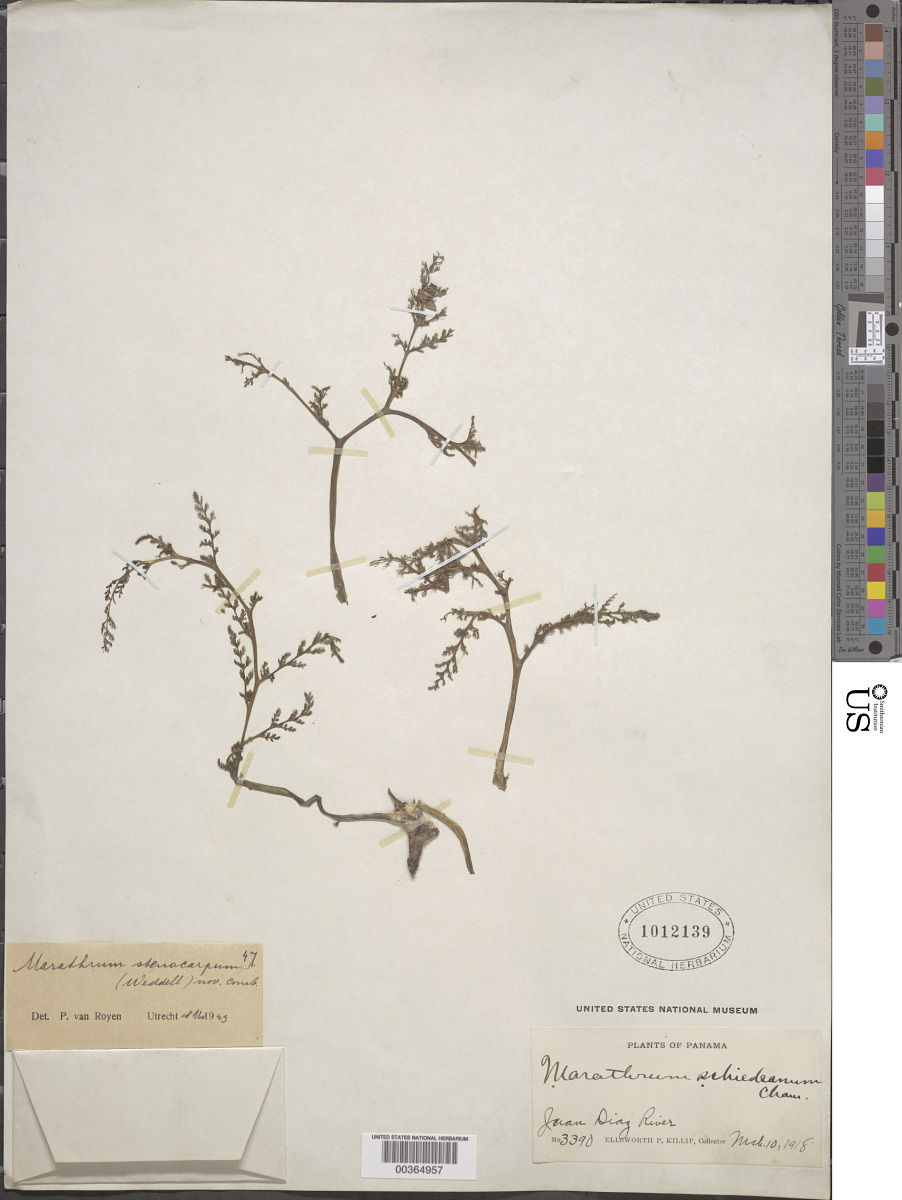 Marathrum stenocarpum image