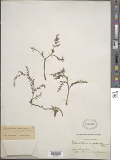 Image of Marathrum stenocarpum