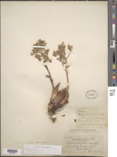 Dudleya abramsii subsp. setchelii image