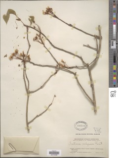 Crateva adansonii subsp. adansonii image