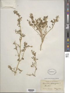Cleomella obtusifolia image