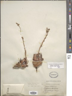 Dudleya abramsii subsp. setchellii image
