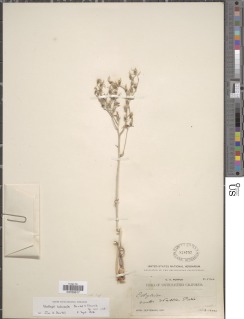 Dudleya abramsii subsp. calcicola image