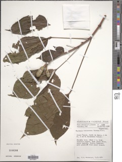 Image of Euadenia trifoliata