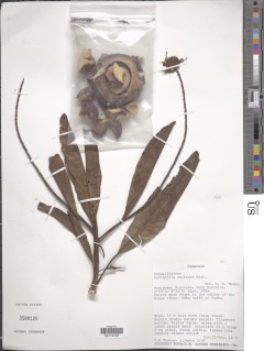 Buchholzia coriacea image