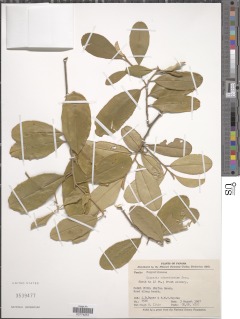 Image of Quadrella odoratissima