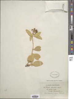 Boscia senegalensis image