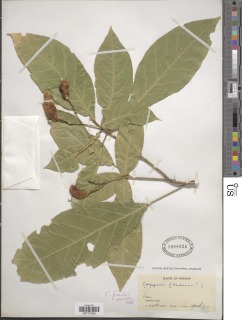 Capparidastrum frondosum image