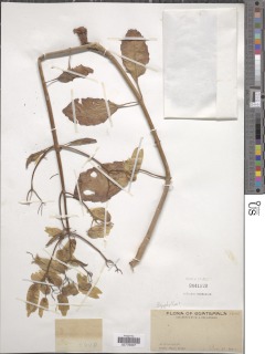 Image of Bryophyllum pinnatum