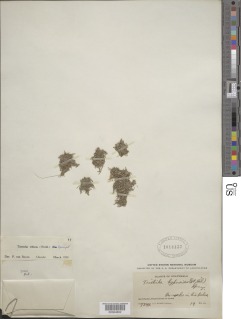 Tristicha trifaria image