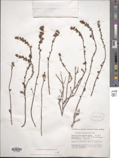 Villadia albiflora image