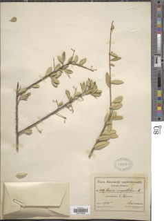 Boscia angustifolia image