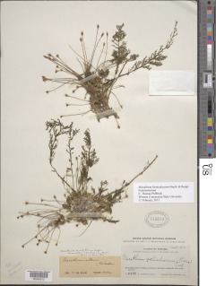 Image of Marathrum foeniculaceum
