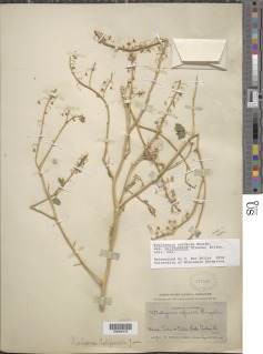 Wislizenia refracta subsp. californica image