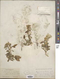 Cleomella arborea image