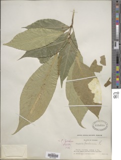 Capparidastrum frondosum image