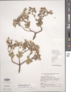 Aeonium saundersii image