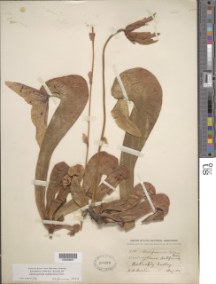 Darlingtonia californica image