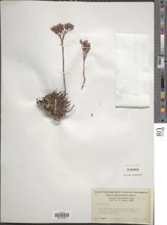 Image of Dudleya pauciflora