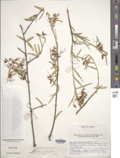 Image of Cadaba longifolia