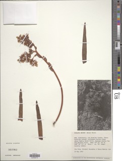 Dudleya virens subsp. hassei image