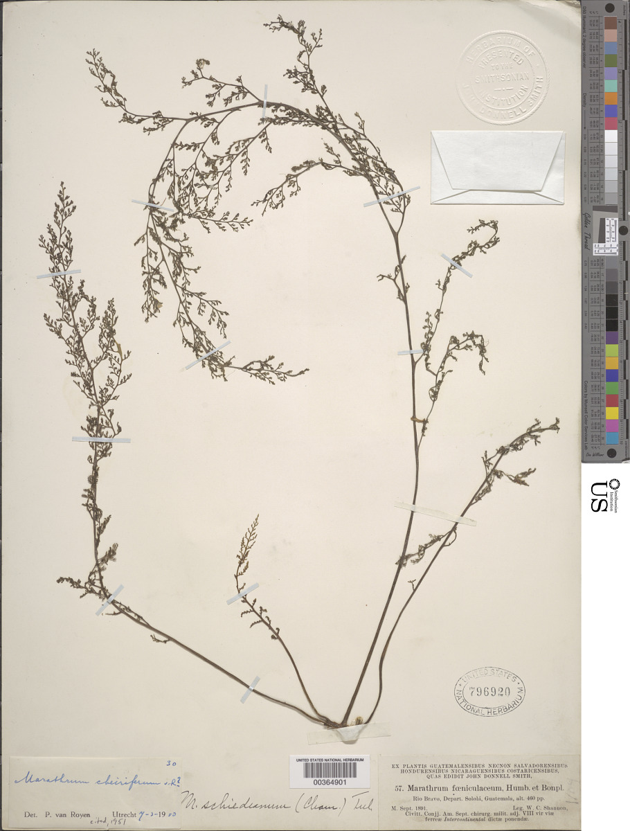 Marathrum cheiriferum image