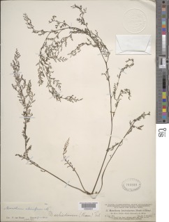Image of Marathrum cheiriferum