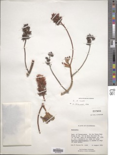 Image of Echeveria rosea