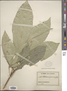 Ritchiea simplicifolia var. caloneura image