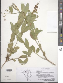 Image of Maerua oblongifolia