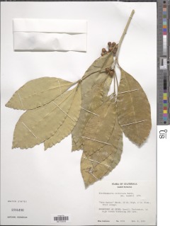 Forchhammeria trifoliata image