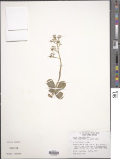 Sedum allantoides image
