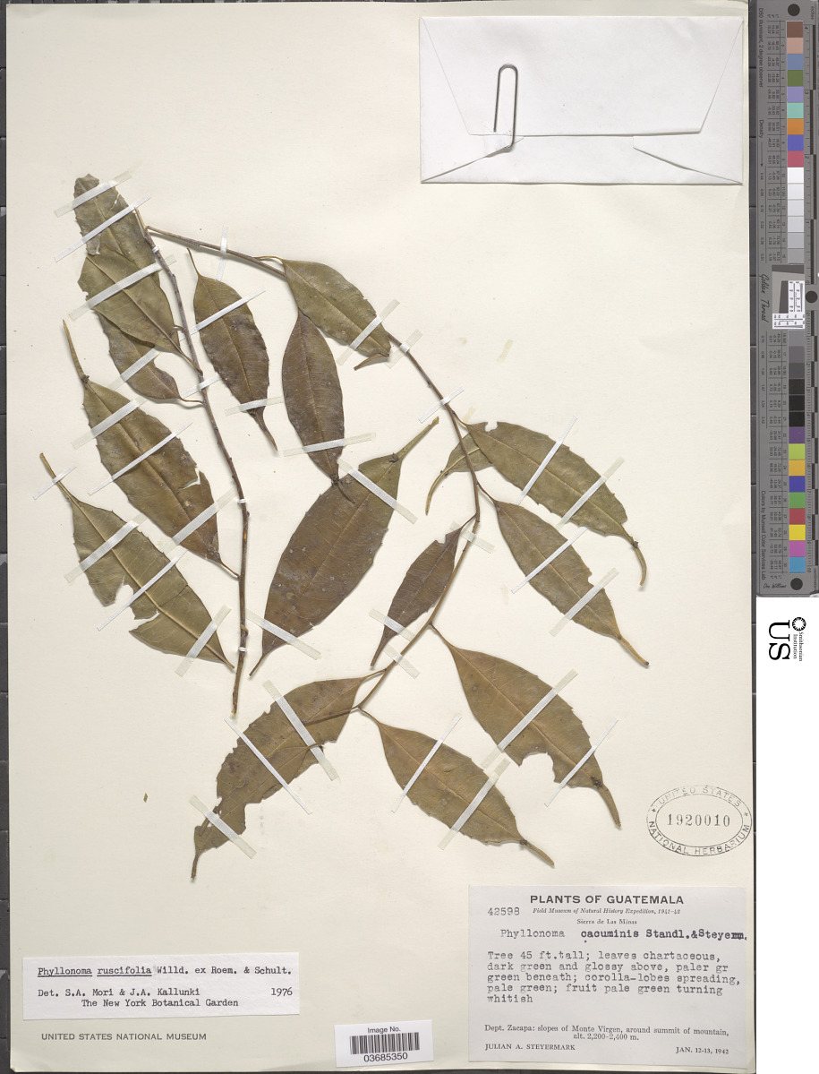 Phyllonoma laticuspis image