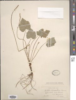 Ozomelis diversifolia image