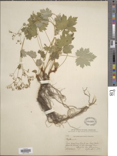 Boykinia occidentalis image