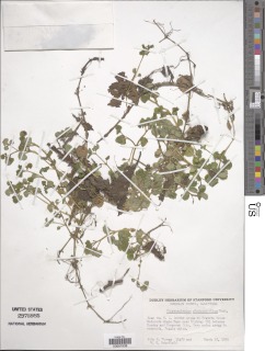 Image of Chrysosplenium glechomifolium