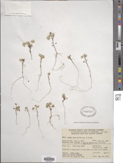 Ribes aureum var. gracillimum image