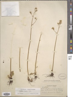 Micranthes fragosa image