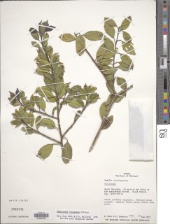 Image of Phyllonoma tenuidens