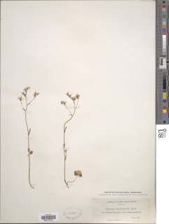 Hemieva ranunculifolia image