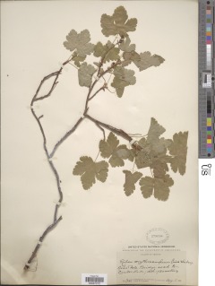 Ribes erythrocarpum image